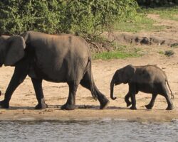 The Elephant In The Room: Talking About Life Insurance